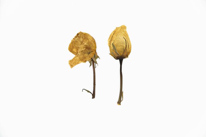 Pressed yellow flowers used as cool bookmarks on white background.