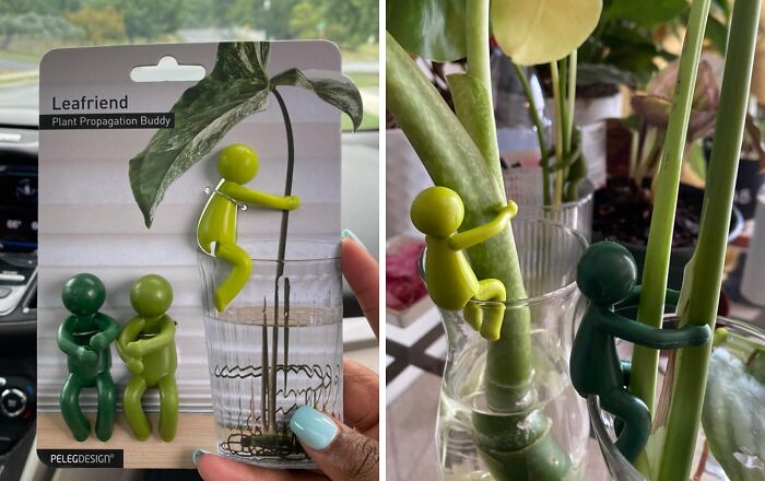 Peleg Design Shop plant buddies used for supporting and propagating plants in glass containers at home.