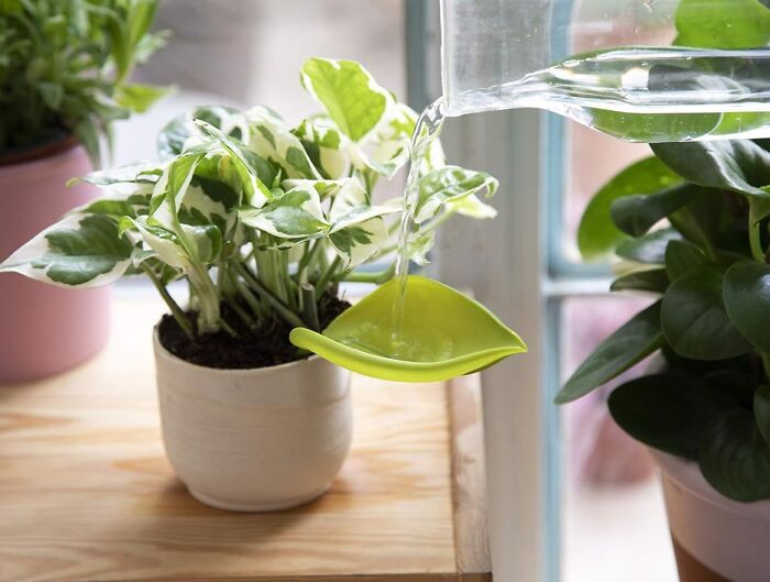 Green leaf-shaped watering tool from Peleg Design Shop on a plant, next to a window.