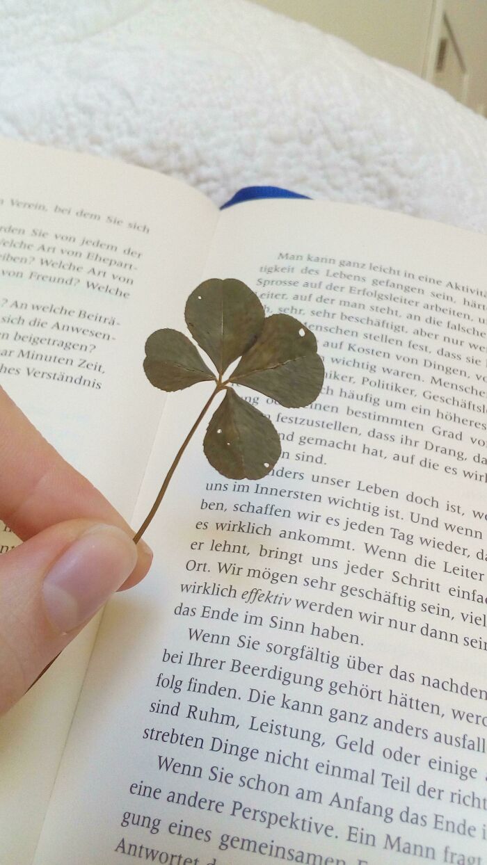 A four-leaf clover used as a bookmark in an open book.