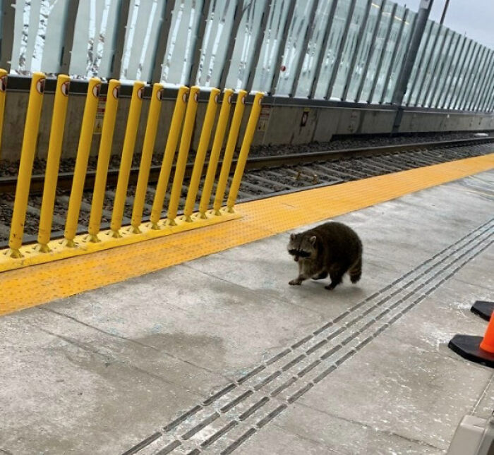 Raccoon wandering on a train platform in Canada, near yellow barriers and tracks.