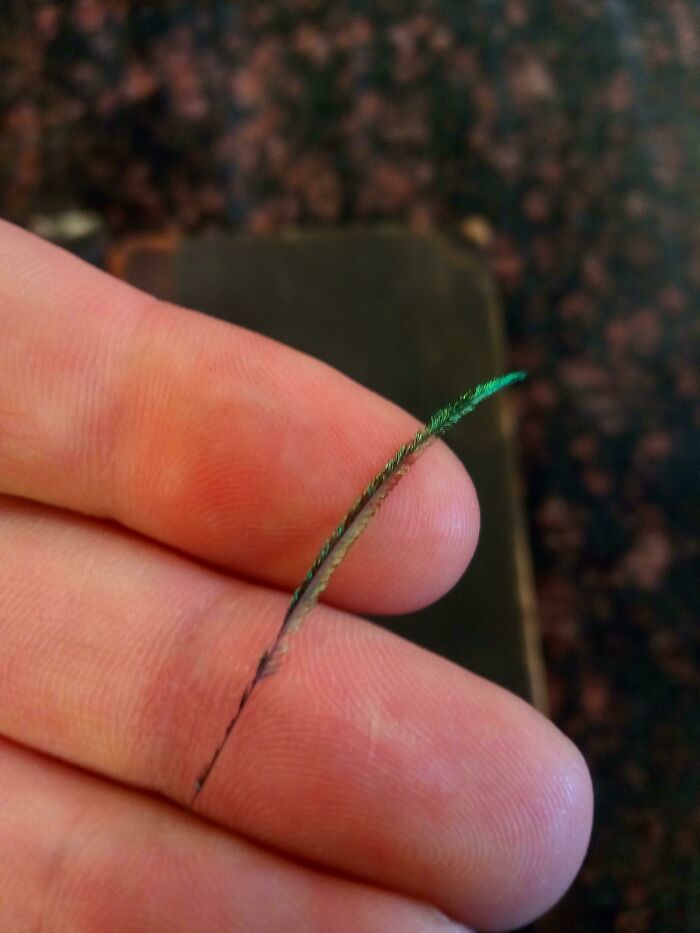 Unique bookmark made from a peacock feather held between fingers, showcasing a book lover's creative find.