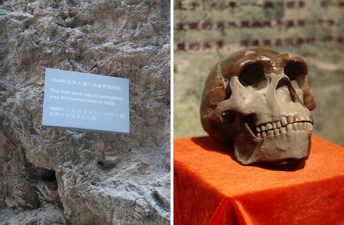 Peking Man skull exhibition, featuring a historical discovery sign on a rock wall, exemplifies real-life lost treasures.