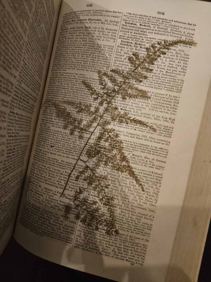 Dried plant as a creative bookmark placed in an open book by a book lover.