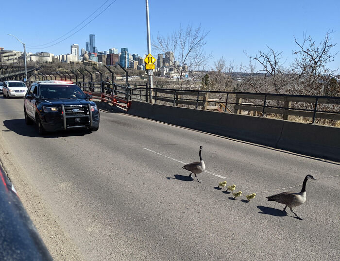 Wild geese with goslings crossing a road while a police car waits, showing a unique moment that only happens in Canada.