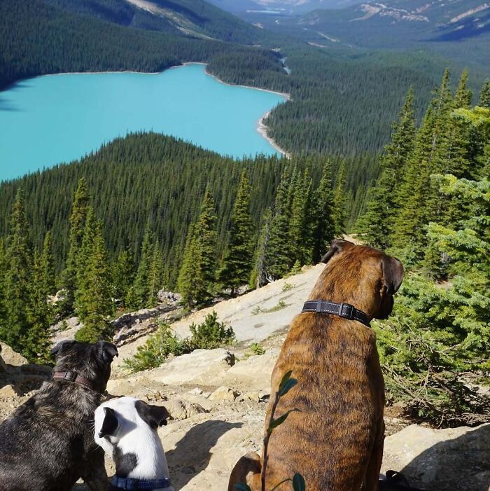 Dogs overlooking a turquoise lake in Canada, surrounded by lush forests and mountains.