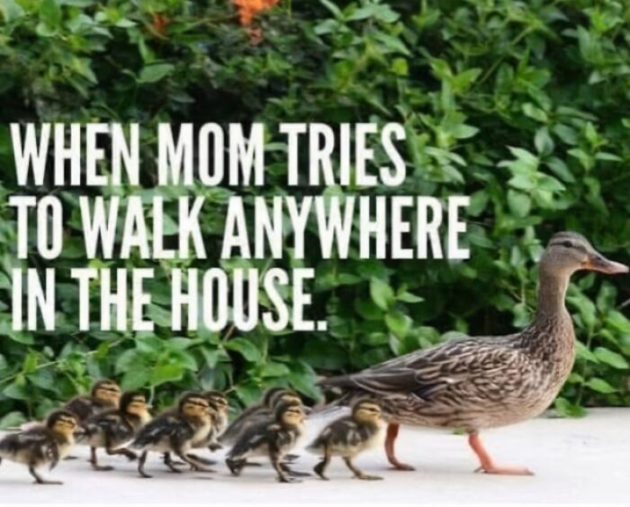 Mother duck leading ducklings with humorous parenting meme text in background.