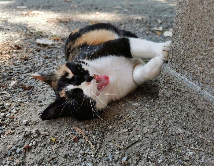 Cute cemetery cat lying on gravel, playfully pawing at a stone surface with eyes open.