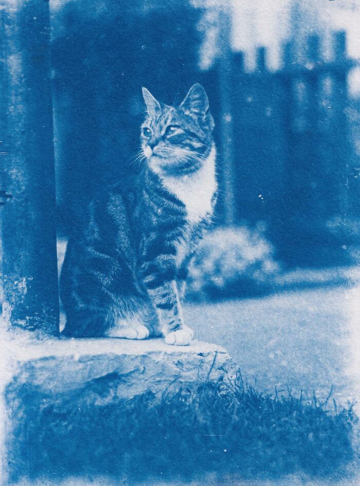Tabby cat in a vintage blue-toned photograph sitting on a stone ledge, representing a unique home discovery find.