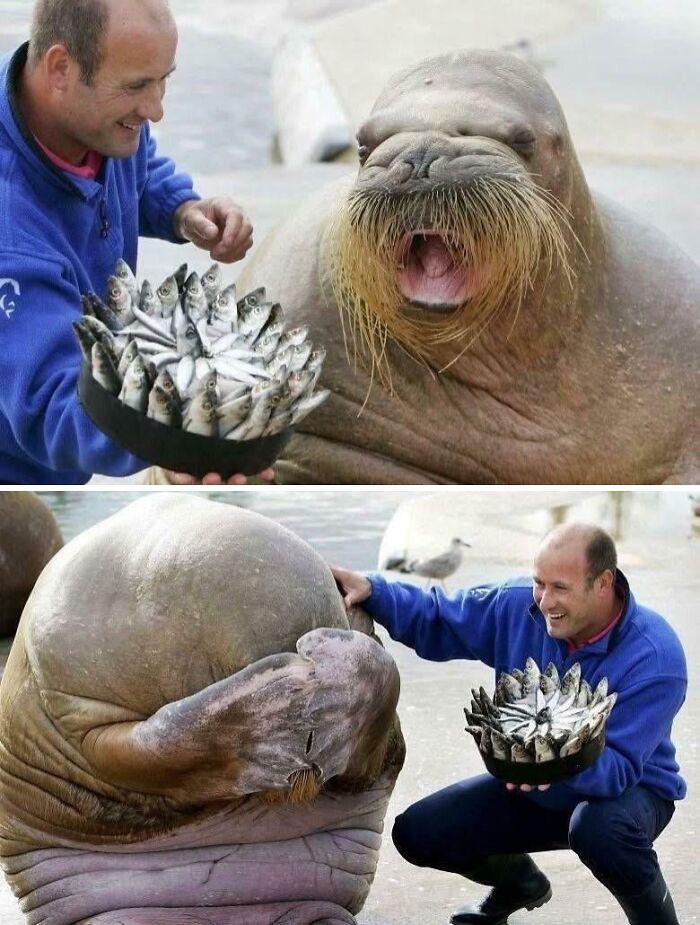 Man offering fish to a happy walrus, showcasing fascinating animal behavior.