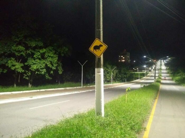 Señal de advertencia con armadillo en una carretera iluminada por la noche, detalle ingenioso en la vida cotidiana.