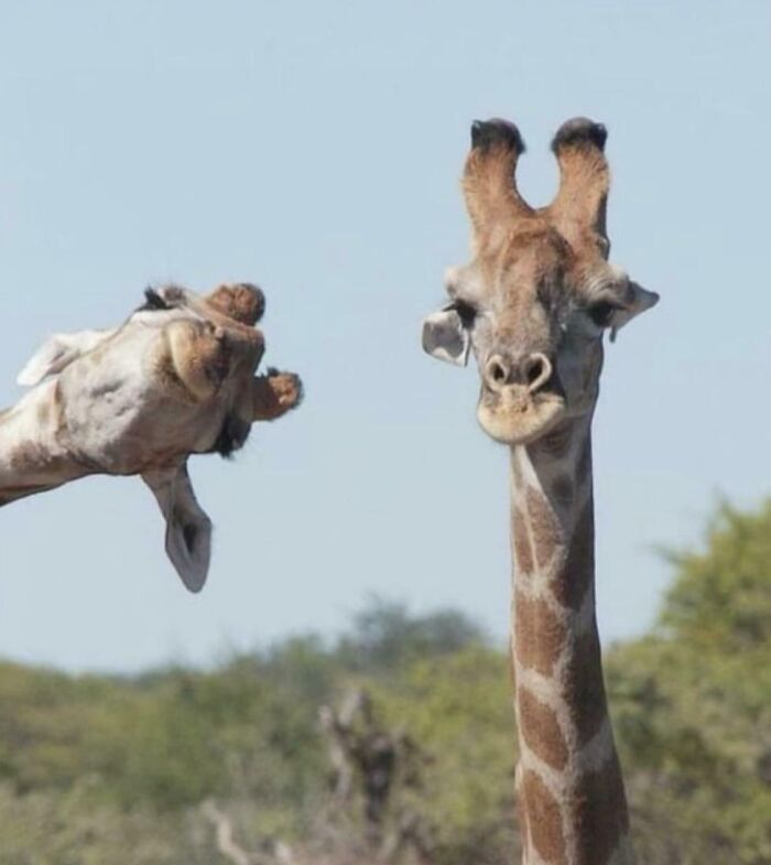 Dos jirafas en la naturaleza, una con una curiosa posición, destacando la sorpresa de la naturaleza.