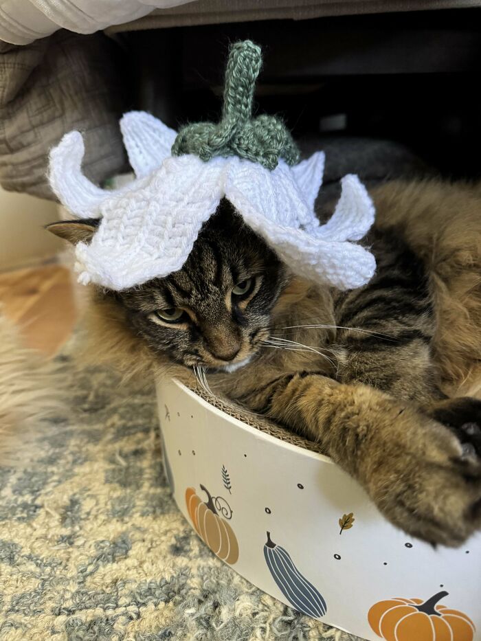 Cat wearing an intricate crochet flower hat, showcasing the creativity of crochet enthusiasts in unique projects.
