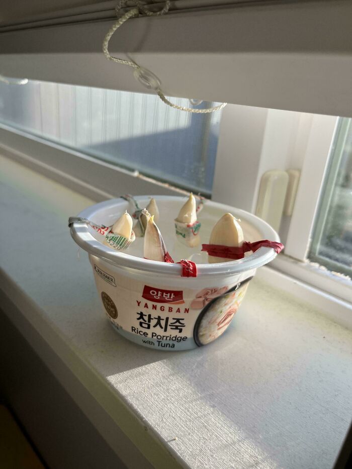 Rice porridge container repurposed as a planter with garlic cloves taped upright in a redneck engineer creation.
