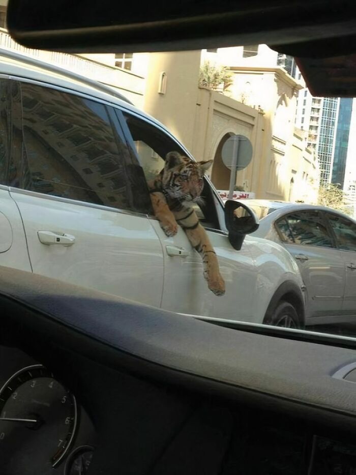 Just An Average Day In Dubai Traffic