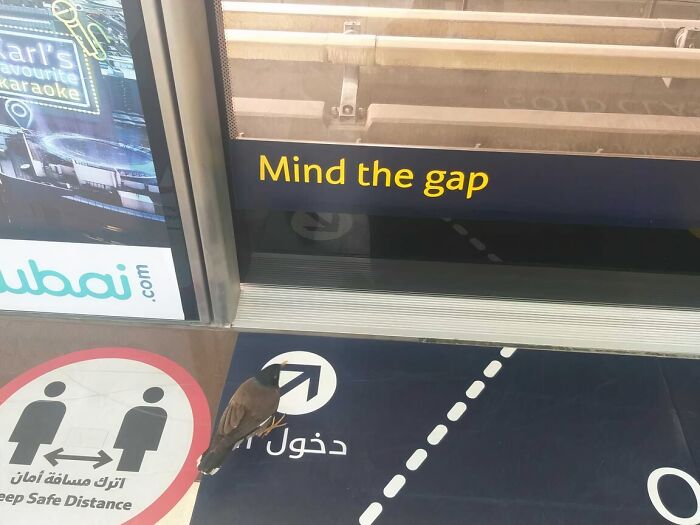 Bird Politely Waiting To Enter The Metro