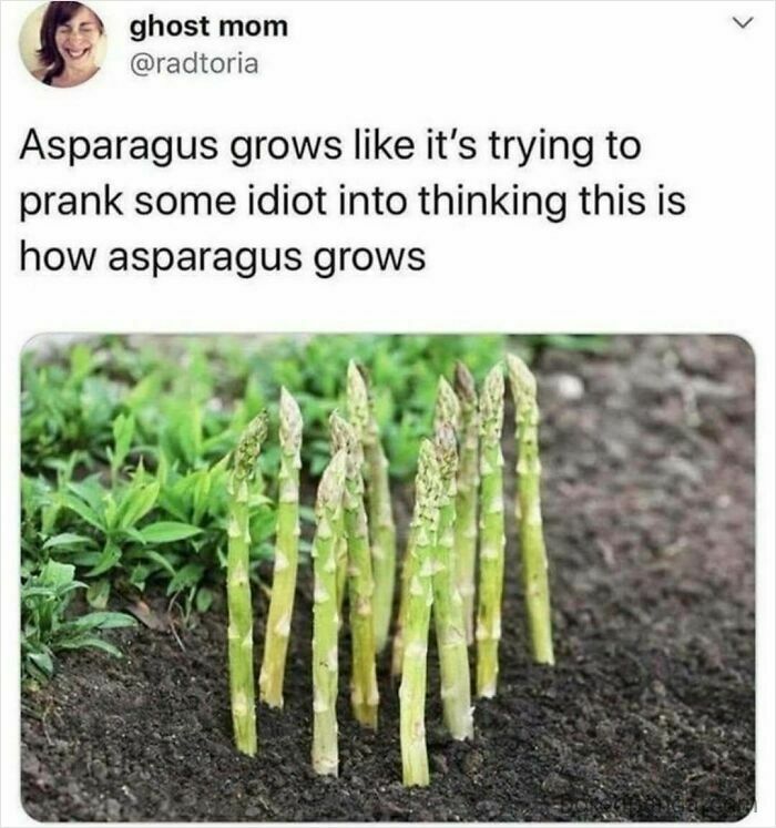 Funny meme with asparagus stalks humorously arranged, captioned to mock middle class gardening knowledge.