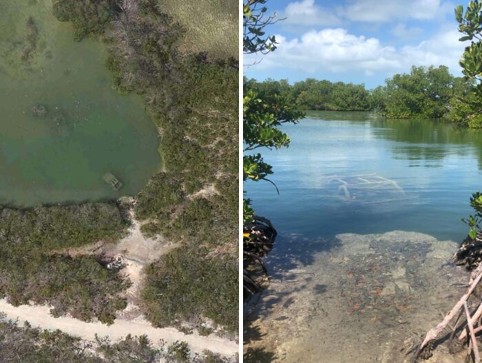 Strange underwater discovery from Google Earth in a secluded lake surrounded by trees and greenery.