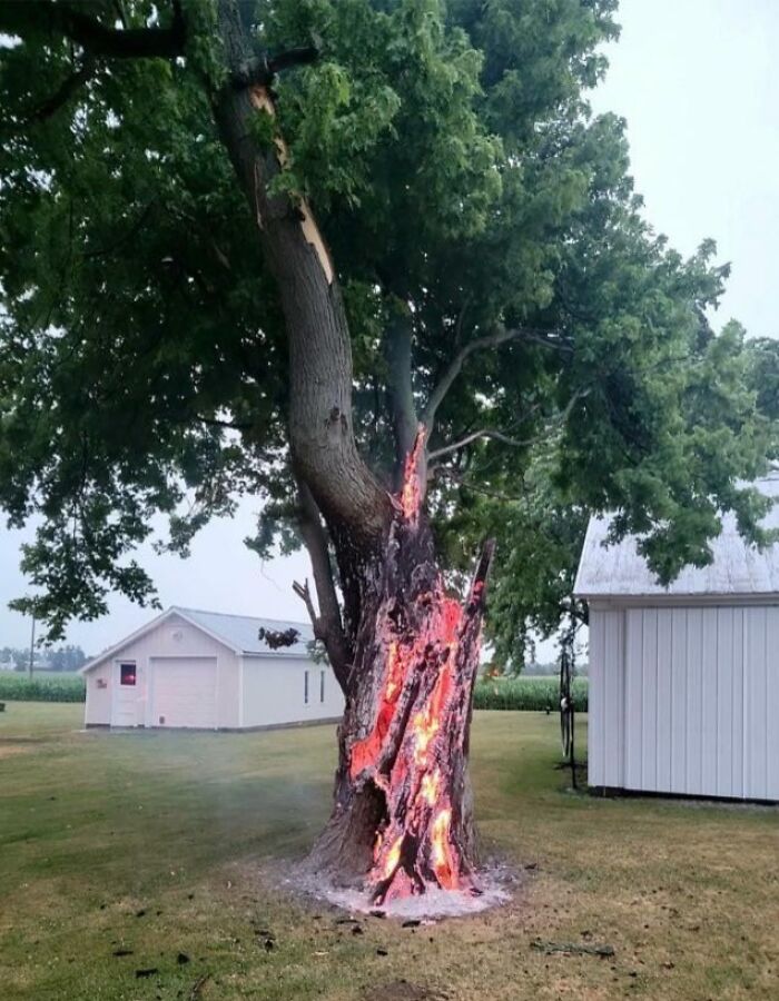Burning tree struck by lightning with flames and smoke, showcasing nature's powerful and terrifying force.