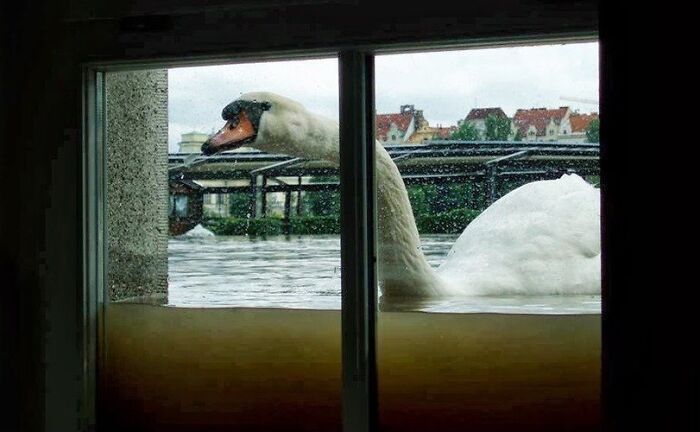 Swan peering through a window as floodwaters rise, showcasing nature's power and unsettling presence.