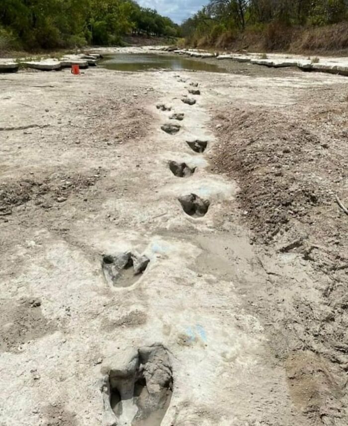 Dinosaur footprints preserved in ancient riverbed, showcasing past explorers' fascinating discoveries.