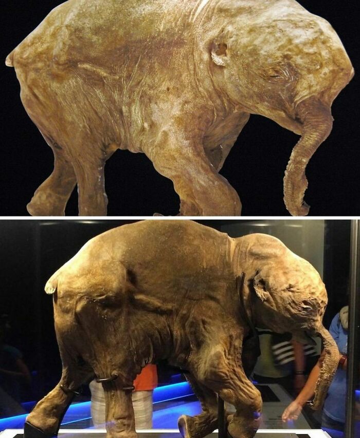 Preserved ancient baby mammoth displayed in a museum exhibit.