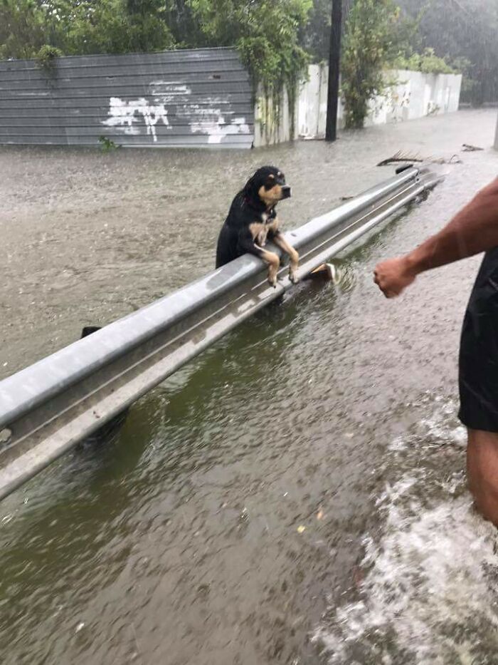 Dog perched on a metal barrier during a powerful flood, highlighting nature's terrifying force.