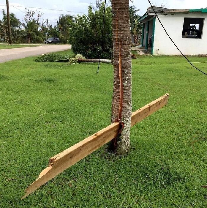 A plank driven through a tree, illustrating nature's powerful force.