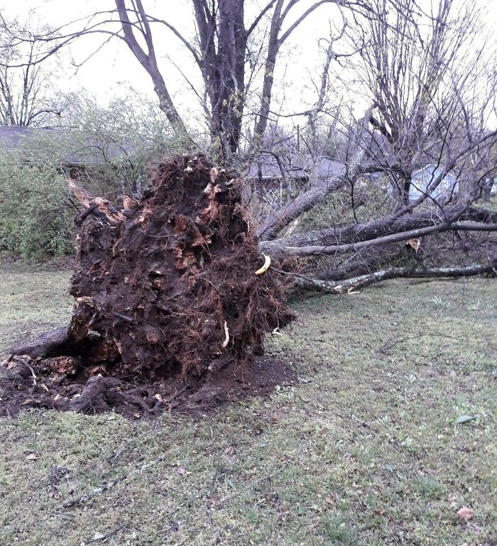 Uprooted tree showcasing nature's powerful force against a grassy backdrop.