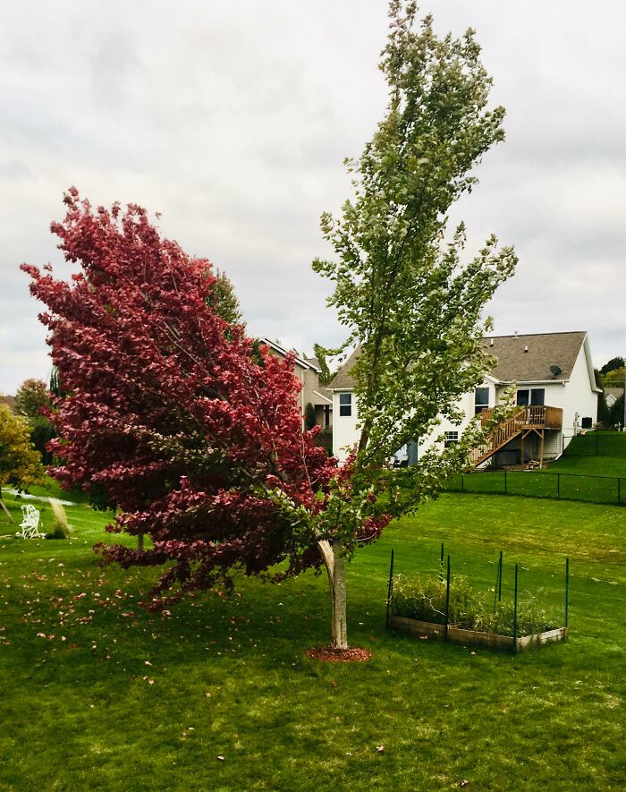 A tree with half red and half green leaves, illustrating nature's powerful and mesmerizing transformations.