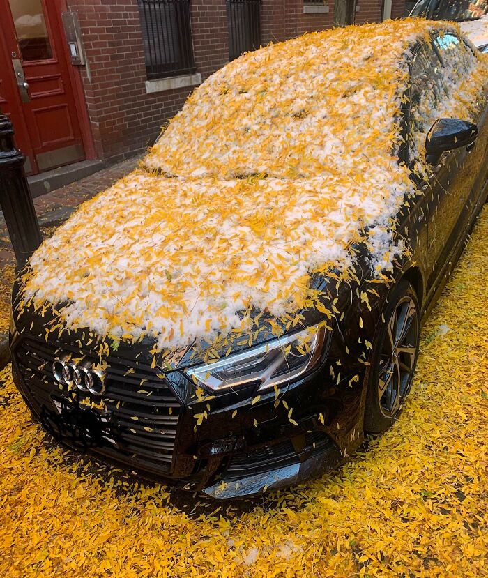 Black car covered in yellow leaves and snow, showcasing the powerful impact of nature.
