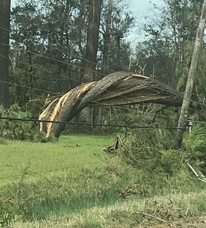 A broken tree hanging on power lines, showcasing nature's powerful and terrifying force.
