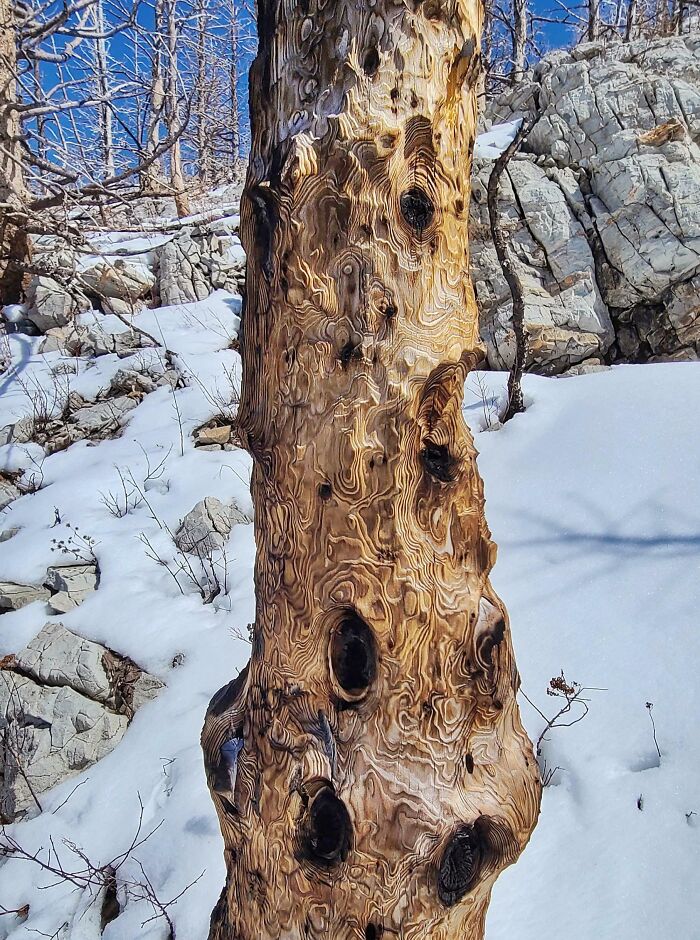 Gnarled tree in snowy landscape displays nature's powerful and striking patterns against a rocky backdrop.