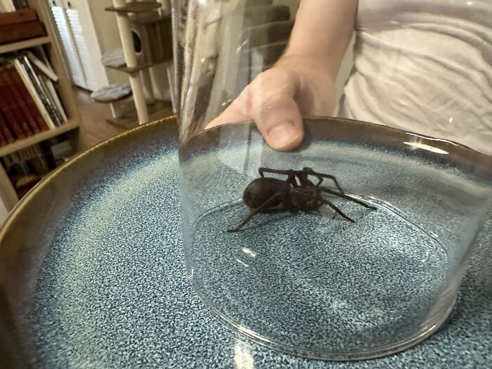 A large spider under a clear glass on a table, being secured by a person wearing a white shirt.