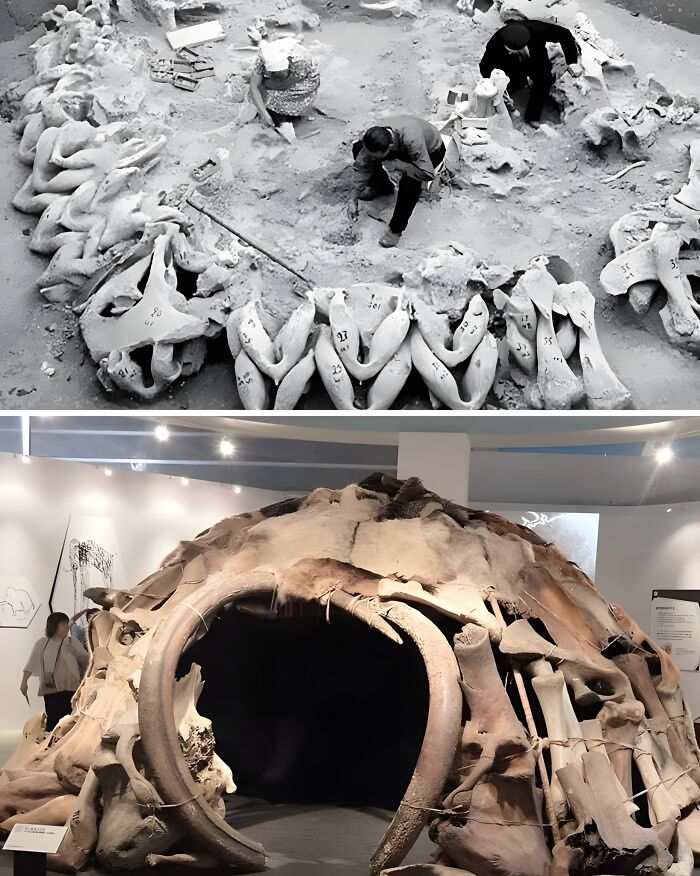 Archaeologists examining preserved ancient structure built from bones on display in a museum exhibit.