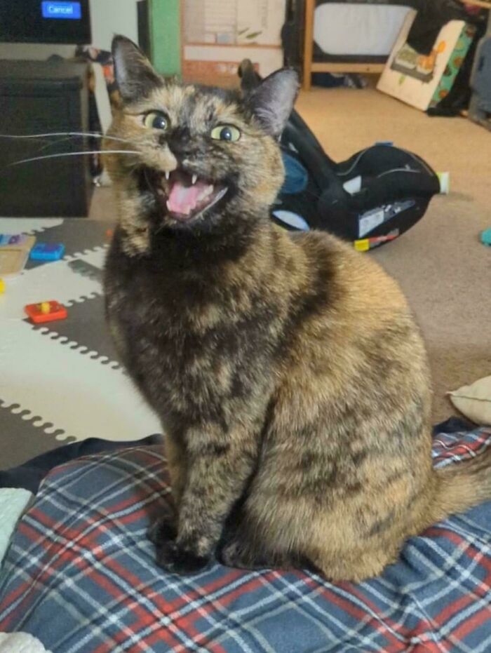 Tortoiseshell cat mid-meow sitting on a plaid blanket, one of 93 cats who couldn’t keep their meows to themselves.