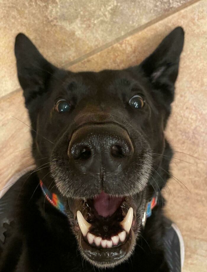 Black dog lying upside down, mouth open, appearing to be malfunctioning in a playful way.