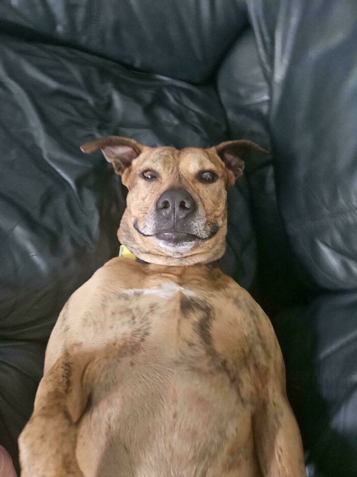 A dog lying upside down on a couch, looking amusingly confused.