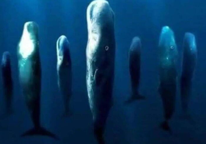 Ballenas en posición vertical en el océano profundo, creando una escena extrañamente aterradora.