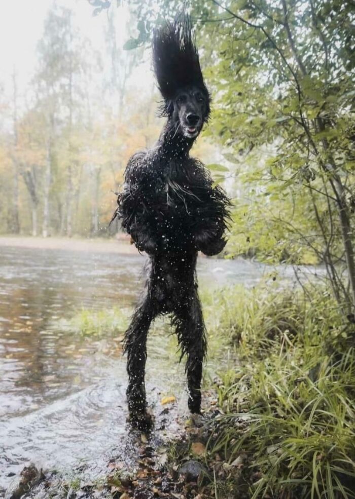 Perro con pelaje mojado y erizado en la orilla de un río, creando una imagen extrañamente aterradora.