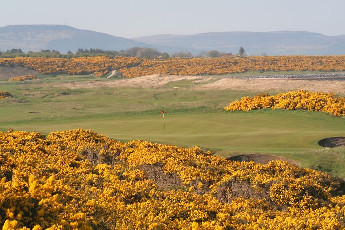 Scenic golf course with yellow flowers and distant hills; golfers travel worldwide for such breathtaking views.