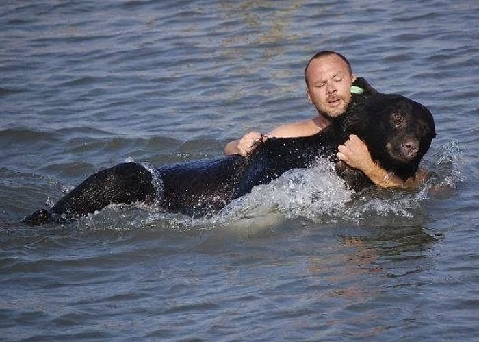 Man swimming in water, holding a Florida black bear in a rescue scene.