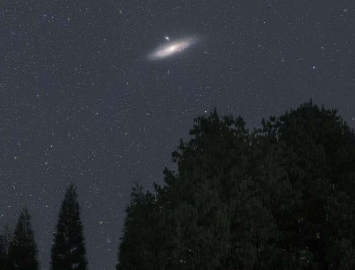 Astrophotography showcasing a starry night sky with a galaxy above silhouetted trees.