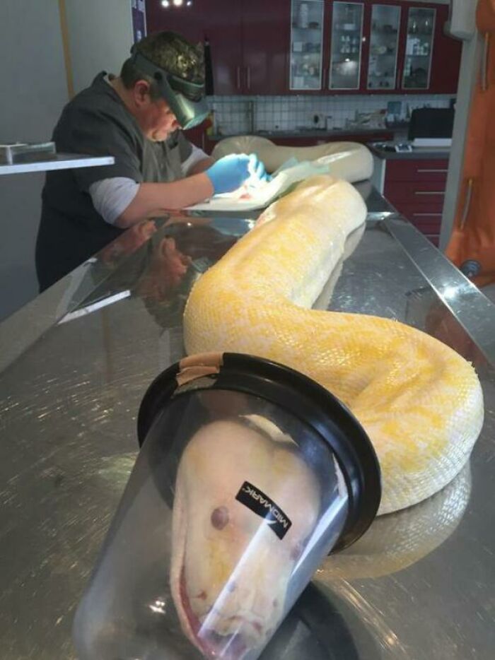 Veterinarian examining a large snake in the clinic, showcasing a hilarious and wholesome moment.