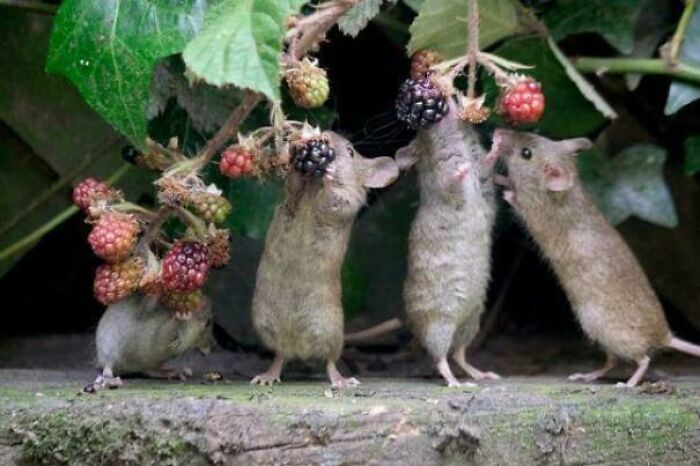 Mice gathering blackberries, reminiscent of a Renaissance painting, creating an accidental Renaissance scene.
