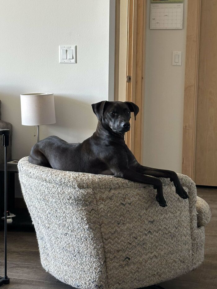 Dog sitting in a chair with a funny posture, resembling human behavior, showcasing its quirky shenanigans.
