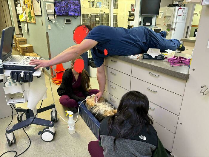 Veterinarian performing an examination on a small dog, with staff assisting in a lively veterinary office setting.