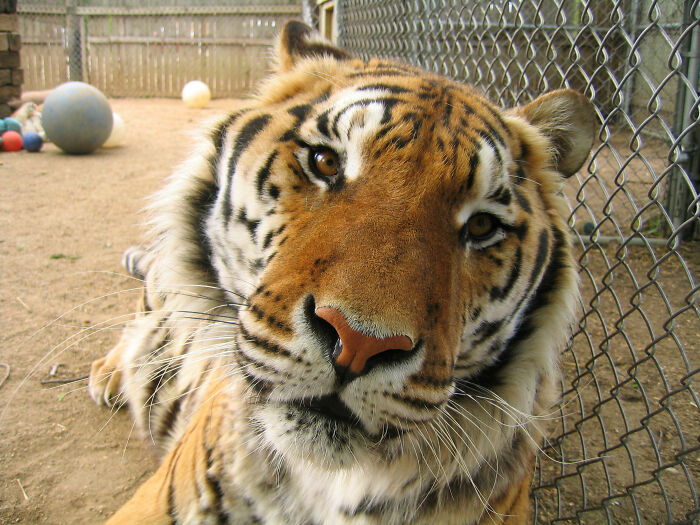 Friendly tiger behind a fence at a veterinarian’s office, showcasing a wholesome and hilarious moment.