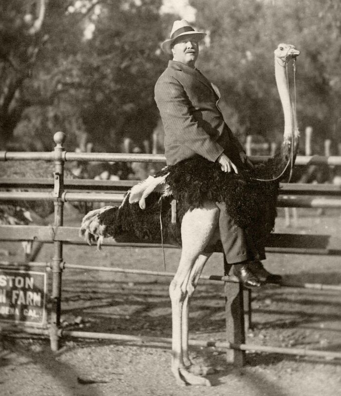 Man riding an ostrich in rare photo from past, showcasing historical lifestyle changes.
