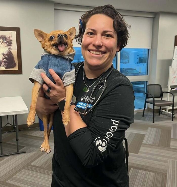 Veterinarian holding a happy Chihuahua in a cute outfit at the office.